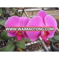 Multi-colored Beautiful Indoor Plant Phalaenopsis Butterfly Orchid