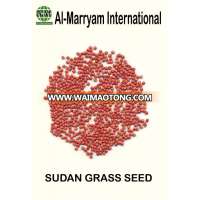 Sudan Grass Seeds