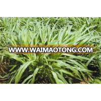 Tropical and subtropical Perennial Pennisetum Forage Seed