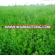 2017 Medicago sativa seeds/ alfalfa seeds/forage grass seeds