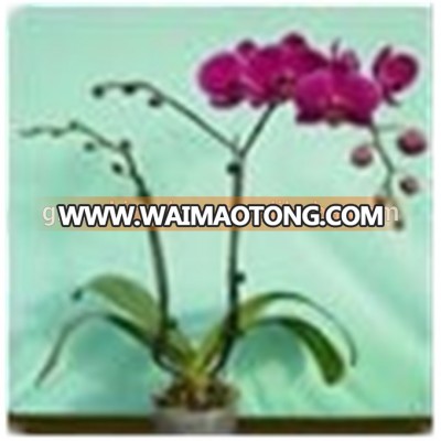 Purple Nersery of Beautiful flower Phalaenopsis Orchid (Ruili Beauty)