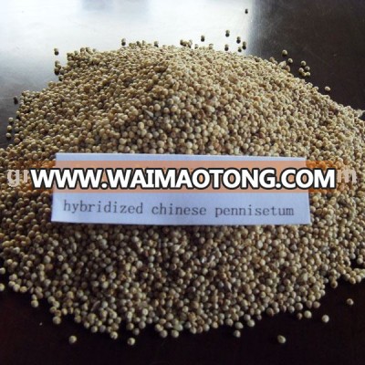 Subtropical Region Hybridized Chinese Pennisetum Seed