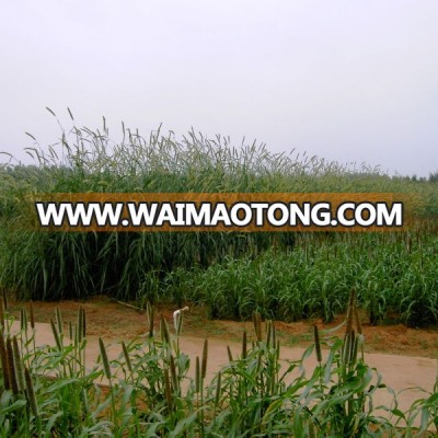 Tender Leaves Breeding Livestocks Hybrid Pennisetum Grass