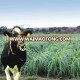 Annual High Yield Livestock Loved Pennisetum Glaucum Grass Seed