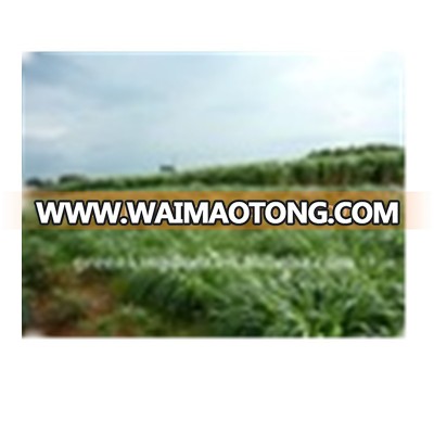 Perennial Tropical Forage Seeds Chinese Supplier