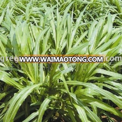 Chinese High Quality Livestock Feed Hybrid Pennisetum Grass Seed