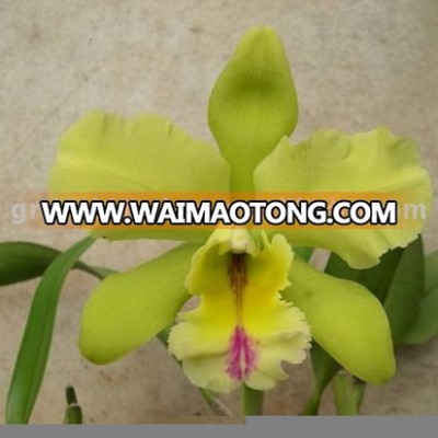 Indoor Potted Plant Beautiful Orchid Flower Cattleya Seedling