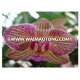 Brother & Sister Nersery of Beautiful Orchid Phalaenopsis Flask seedling