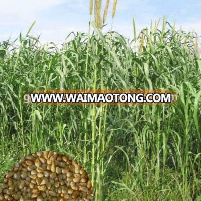 Export-Oriented High Quality Pennisetum of America Chinese Grass Seed