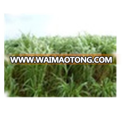 Warm Season Hybridized Chinese Pennisetum Grass Seeds