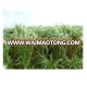 Warm Season Hybridized Chinese Pennisetum Grass Seeds