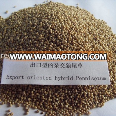 Export-oriented Good Tasted Hybrid Pennisetum Forage Seed