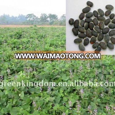 Large Field Breed Lablab Bean Seeds with Legume Green Leaf