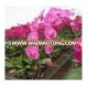 Wedding Nersery of Beautiful Phalaenopsis Orchid flower (V31)