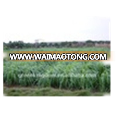 Yellowish Brown Hybrid Pennisetum Grass Seed Biology Power Fuel Plant