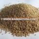 High Yield Grass Seed Pennisetum Americanum P.purpureum seed