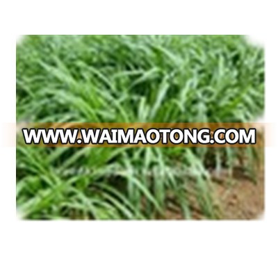 Export High Yield Hybrid Pennisetum Forage Seed