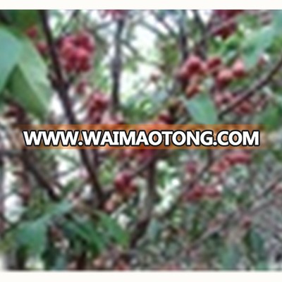 Taiwan Delicious Wax apple (Eugenia javanica Lam) Fruit