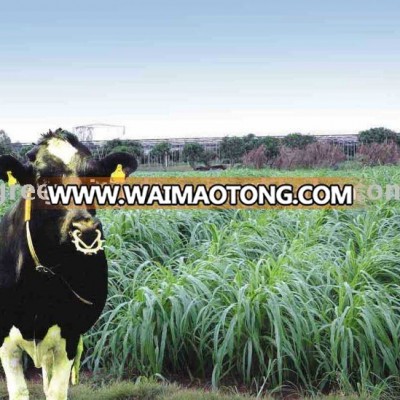 Livestock Favored High Quality Pennisetum of America Seeds