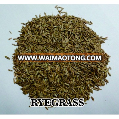 Cold Season Annual Multiflorum Gramineous Ryegrass