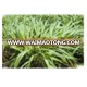 Green High Yield Perennial Hybrid Pennisetum Chinese Forage Seeds