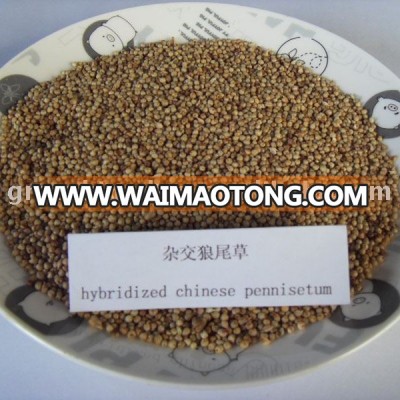 Hybridized Chinese Pennisetum Forage Grass Seed