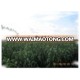 Supply Annual High Quality Livestock Love Pennisetum of America Grass Seed