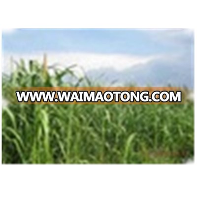 Livestock Love High Quality Pennisetum of America Forage Grass