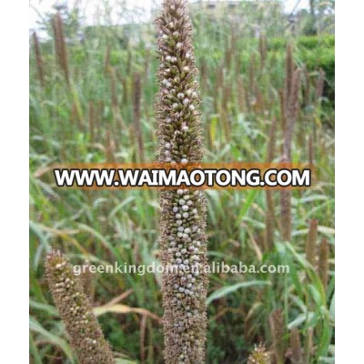 High Yield Hybrid Pennisetum Grass Energy Plant Seed