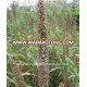 High Yield Hybrid Pennisetum Grass Energy Plant Seed