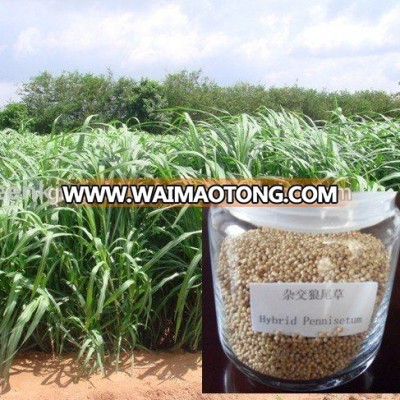 High Protein Leaf High Yield Perennial Hybrid Pennisetum Forage Seed