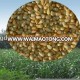 Export-oriented High Yield Pennisetum of America Grass Seed