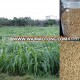 Green Wide Leaves Hybrid Pennisetum Grass Seeds