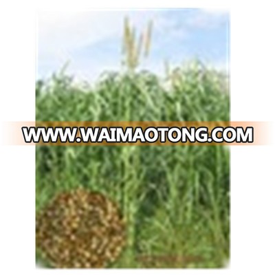 Export-oriented High Yield Banged NO.2 Pennisetum Americana Forage Seed