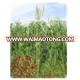 Export-oriented High Yield Banged NO.2 Pennisetum Americana Forage Seed