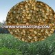 Annual High Quality Gramineae Pennisetum Forage Grass Seed