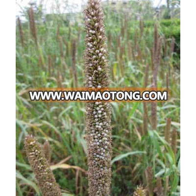 Tropical High Yield Hybrid Pennisetum Forage Seeds