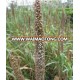 Tropical High Yield Hybrid Pennisetum Forage Seeds