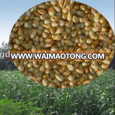 Yellowish High Quality Pennisetum of America Grass Seed