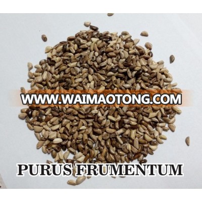 Forage Seed grass seed purus frumentum Mexico teosinte