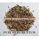 Forage Seed grass seed purus frumentum Mexico teosinte