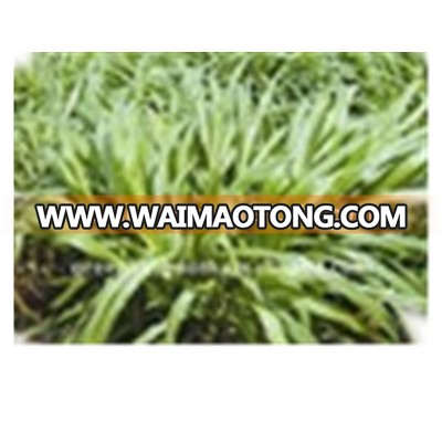 Supply Hybrid Pennisetum Energy Fuel Grass Seeds