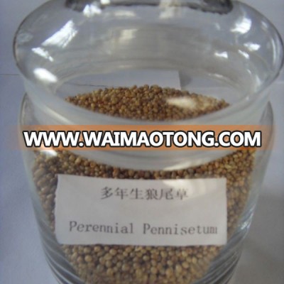 Tropical and subtropical Perennial Pennisetum forage seed