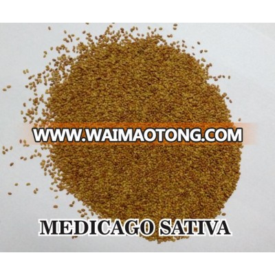 Forage Seed grass seed medicago sativa alfalfa lucerneseed