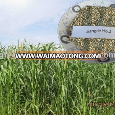 High Yield High Quality Material Pennisetum of America Forage Grass