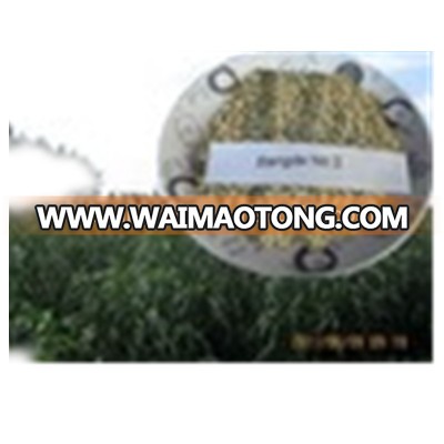 High Yield Feed Livestock Pennisetum Glaucum Grass Seed Supplier