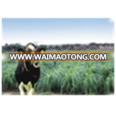 Livestock Favored Pennisetum of America Grass Seed From China