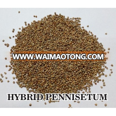 High Yield Pennisetum americanum x P.Purpureum Tropical forage Seed